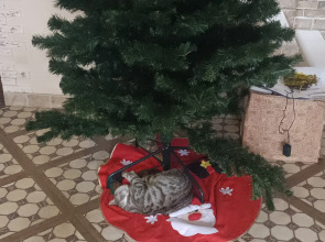 Шале Тихая Прохлада