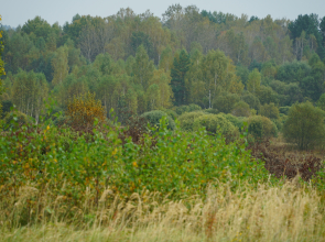 Гостевой дом Лаванда