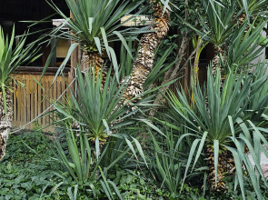 Гостевой Дом Янаки