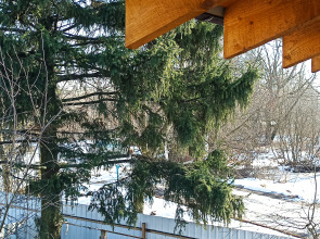 Гостевой дом Шале Тюленя