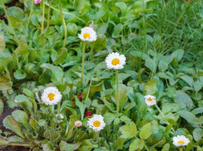 Меблированные комнаты Вилла Северин