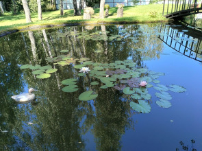 Частный Дом Уютный Домик в Лесу у Пруда