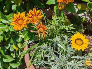 Гостевой дом на Цитрусовой