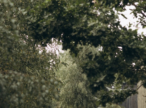 Глэмпинг Drewno