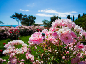 Отель Пальмира Палас