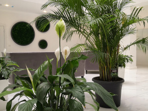 Апартаменты Штольц в Светлогорске