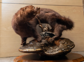 Гостевой дом Олимпия