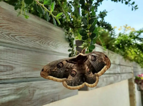 Гостевой дом В гостях у Джулии