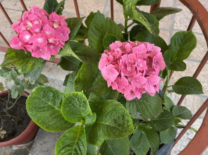 Styopa Hotel Mini hotel