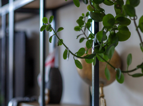 Гостиница Альянс