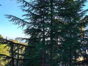 Апартаменты M Apartments Mandarin 7