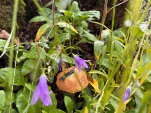 Частный дом Среда обитания