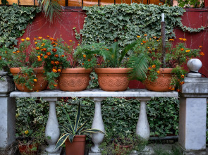 Мебелированные комнаты Азалия Центральный