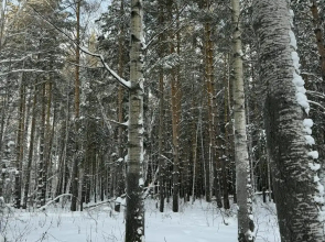 Recreation camp Forest Club Burabay