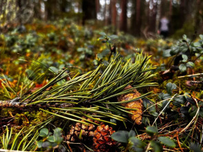 Частный дом Ладожские дюны