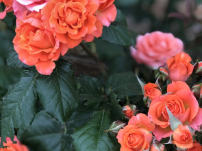 Гостевой дом Лазурный берег