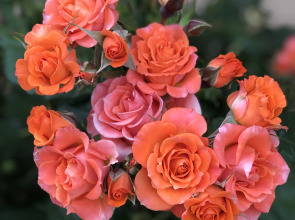 Гостевой дом Лазурный берег