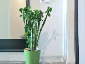 Апартаменты на Шафиева 44/1