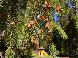Санаторий Сосновый бор