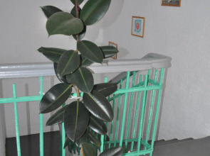 Отель Чайка