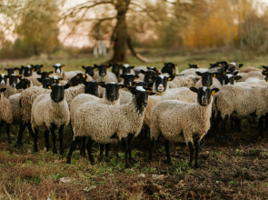 База отдыха Агротуристический комплекс Эль Ранчо