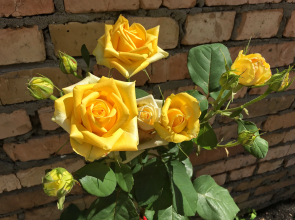 Гостевой Дом Марьяна