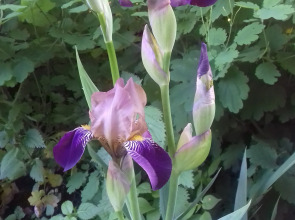 Гостиница У Домика Петра