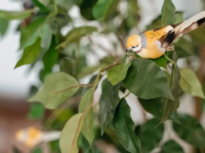 Апартаменты Live in Karelia на Федосовой 27