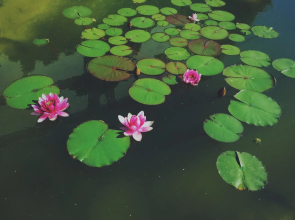 Гостевой дом Элисса