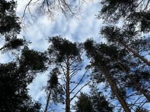 Частный дом Ладожские дюны