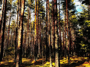 Частный дом Ладожские дюны