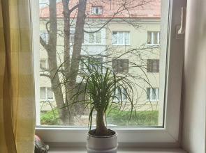 Апартаменты Дух Кёнигсберга