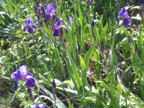 Гостиница У Домика Петра