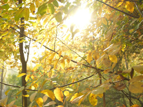 Wellmore Resort Hotel Charvak