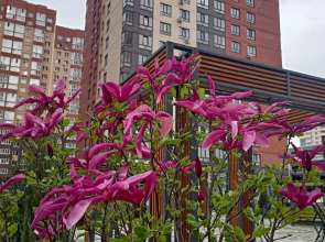 Квартира Девушка и Журавль от Vgosti61