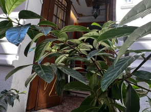 Bali Star City Hotel