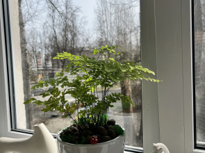 Апартаменты Двухкомнатные недалеко от вокзалов Sinyaya ptichka