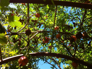 Granat Garden Guest House