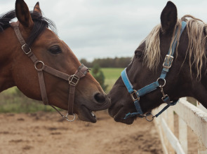 База отдыха  Ранчо