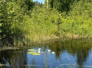 Частный дом Среда обитания