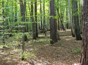 Апартаменты Klenovaya