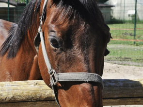 Апарт-отель Комплекс здоровья и отдыха Коверши