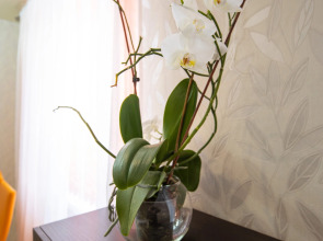 Апартаменты PtzHome Cтудия Орхидея