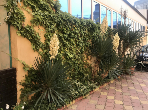 Dom S Delfinami Guest House