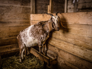 База отдыха Агротуристический комплекс Эль Ранчо