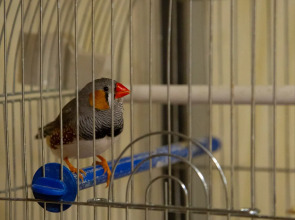 Хостел 1 ПОЛЯНЫ