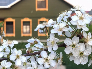 Гостевой дом Yellow Stars Inn