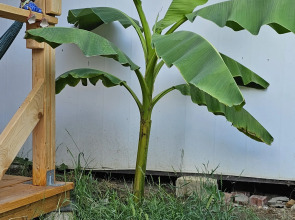 Гостевой Дом Янаки