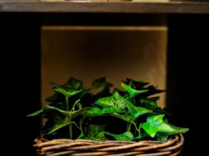 Апартаменты Волшебный Край 1