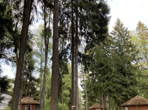 Отель Ruza Forest